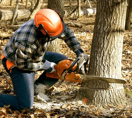 Tree Removal in Cortland, OH
